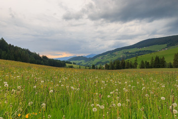 Meadow with dandelions in the Dolomites
