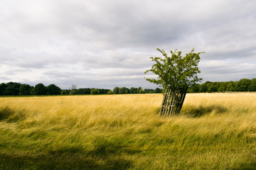 Fototapeta na wymiar A tree in Bushey Park