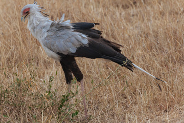 Secretary Bird, Bird of Prey, Kenya, Africa