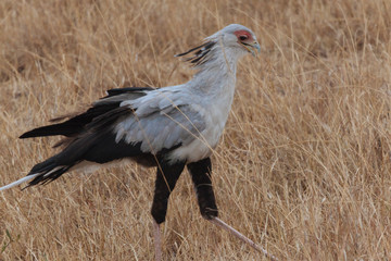 Secretary Bird, Bird of Prey, Kenya, Africa