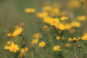 lot of flowers on tree