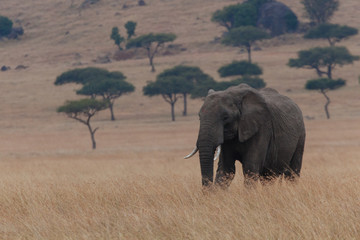 Elephant in Nature 