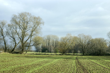 Obraz premium Feld mit Wintergetreide