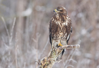 Common buzzard (Buteo buteo)