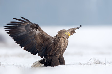 White tailed eagle (Haliaeetus albicilla)