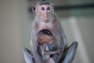 Fototapeta premium 可愛いサル