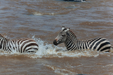 Fototapeta na wymiar Zebra In Nature 