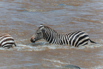 Fototapeta na wymiar Zebra In Nature 
