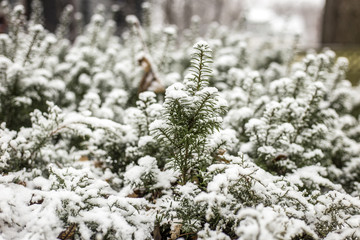 Snow covered bush in green