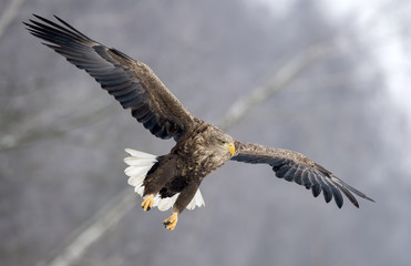 White tailed eagle (Haliaeetus albicilla)