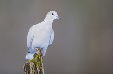 Eurasian collared dove (Streptopelia decaocto)