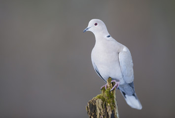 Eurasian collared dove (Streptopelia decaocto)