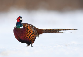 Ringneck Pheasant (Phasianus colchicus)