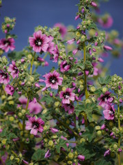 lot of purple flowers 