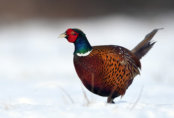 Ringneck Pheasant (Phasianus colchicus)