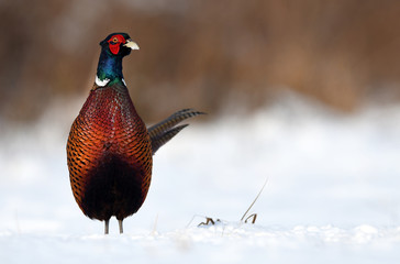 Ringneck Pheasant (Phasianus colchicus)