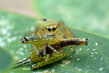 Spider eating a grasshopper Asia