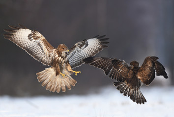 Common buzzard (Buteo buteo)