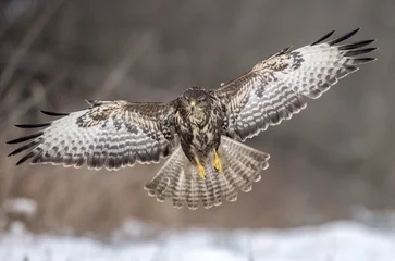 Tableau sur aluminium  Common buzzard (Buteo buteo)  © Piotr Krzeslak