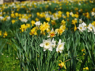 Fototapeta premium yellow flowers on green meadow 