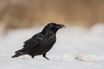 Raven (Corvus corax)