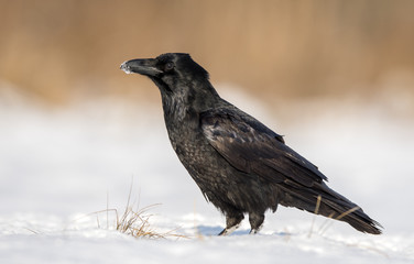 Raven (Corvus corax)