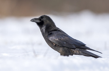 Raven (Corvus corax)
