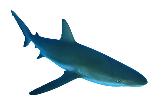 Shark isolated. Grey Reef Shark cutout on white background