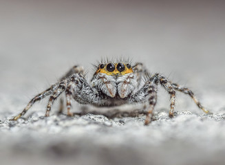 Super macro closeup, focus stacked, of a common house jumping spider