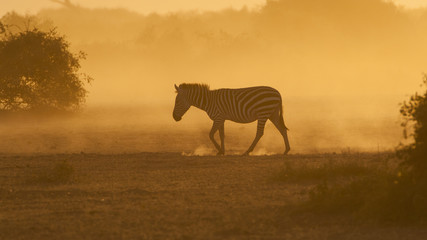 Zebra at sunrise