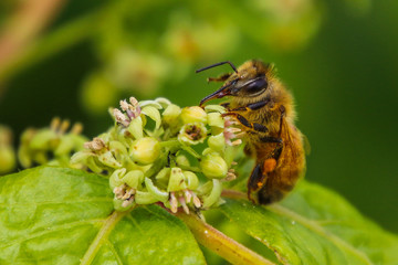 Honey bee on green blooming plant closeup, bokeh background