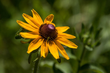 Beautiful yellow flower closeup, green bokeh background 
