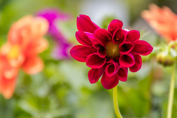 Beautiful red flower closeup, bokeh background 