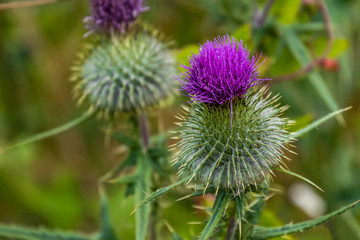  Blooming purple thistle with thorns closeup 