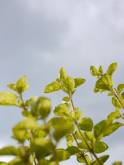 green oregano