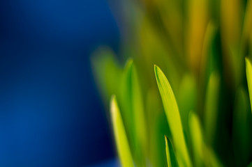 young green wheat in the morning,a photograph with shallow depth of field, a separate focus on a drop of dew. The rest of the space is suitable for placing text