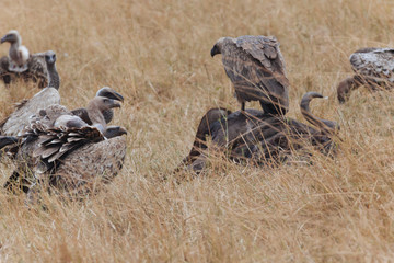 Vulture in Nature 