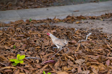 Wild Hen Chicken in Hawaii