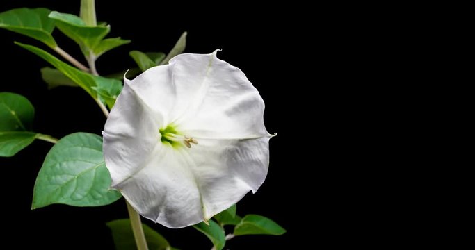 Blooming of datura flower, dope, stramonium, thorn-apple, jimsonweed. 4K timelapse video