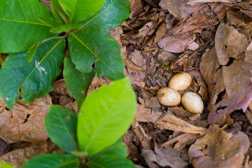 Chicken Eggs in Leaves