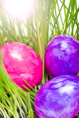 Easter eggs in sprouted wheat.