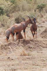 topi antelope in Africa 