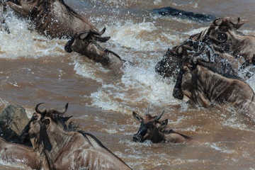 Wildebeest in nature 