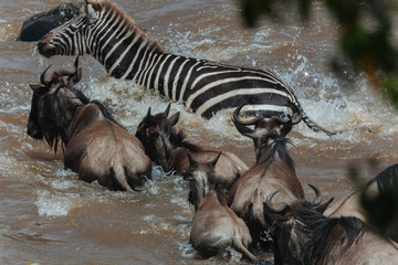 Wildebeest in nature 