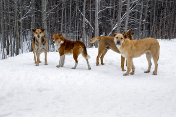 Homeless dogs.
A flock of stray dogs in the snow against a winter forest background.