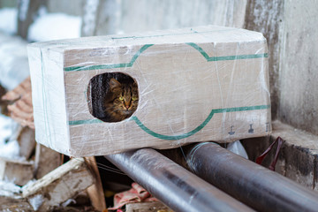 stray animals in winter, homeless cat sitting on a heating main, homeless frozen cat warms on pipes, people making a house out of a box for a homeless cat, warm house out of a box for a homeless cat