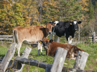 Three Cows in a Vermont Field