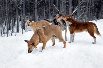 Fototapeta na wymiar Homeless dogs. A flock of stray dogs in the snow against a winter forest background.