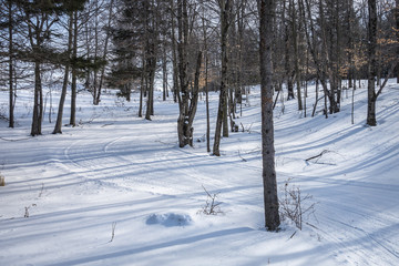 Nordic Ski Trails in a Forest - 189551987