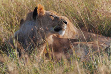 Lion in Nature 